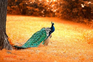 欧预赛：斯洛伐克队险胜保加利亚队，取得胜利